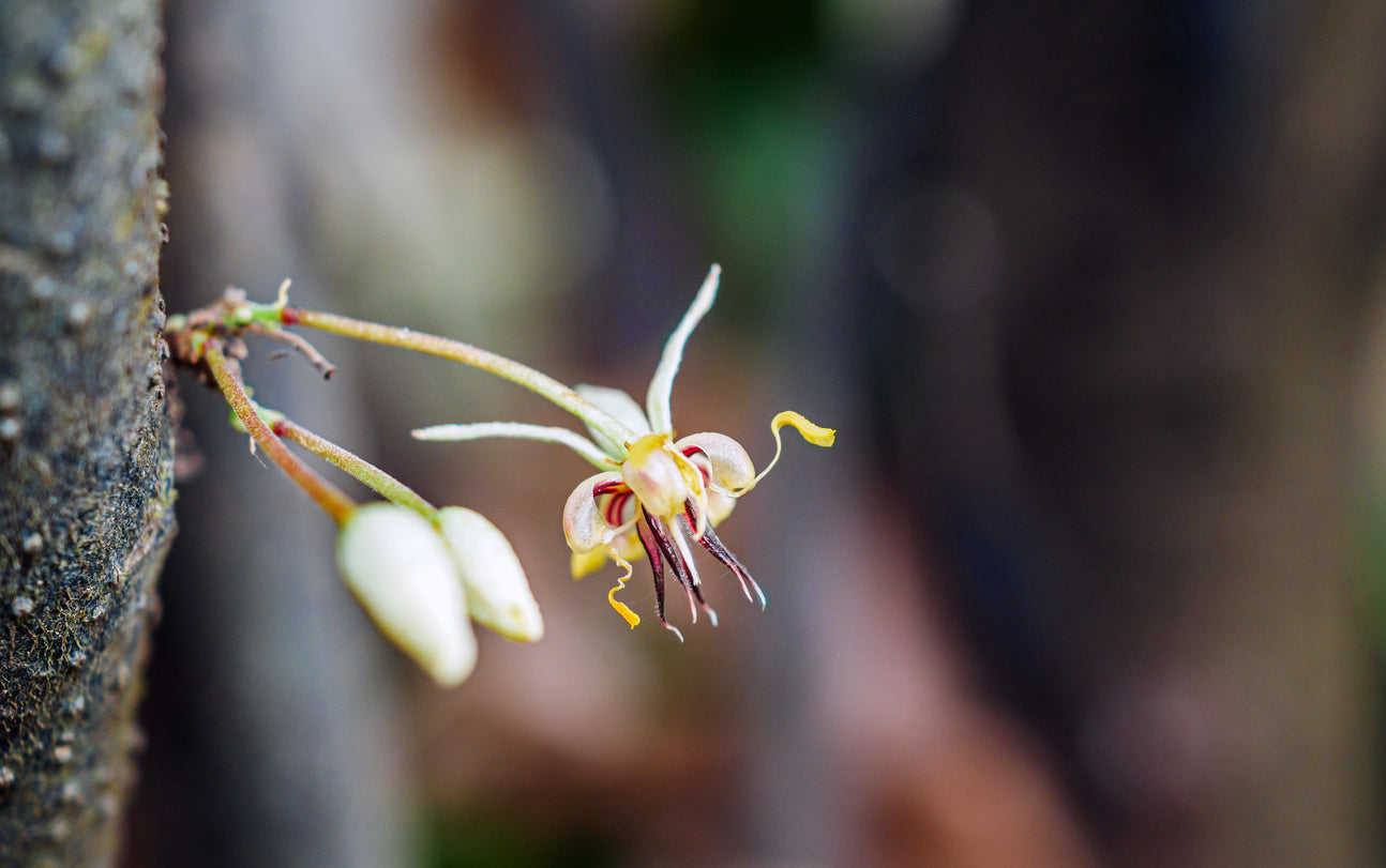 Die Heilkraft der heiligsten Pflanze für die Menschen - Kakao