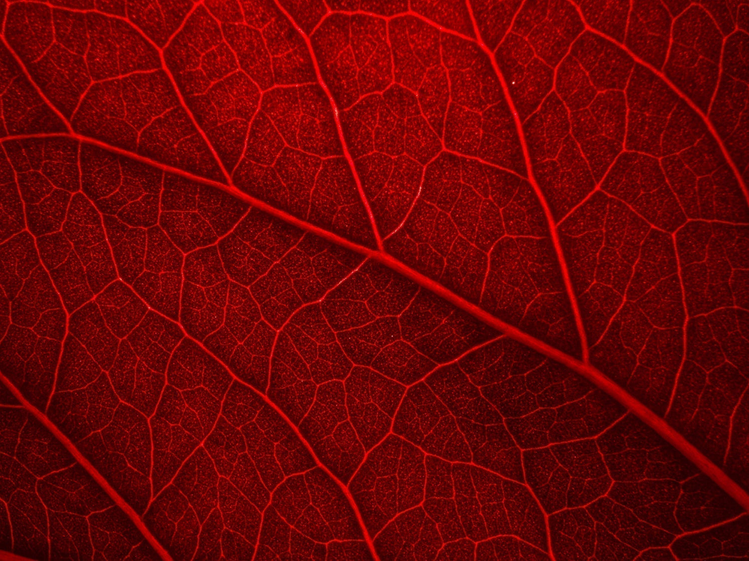 Verbindet Euch mit mir, dem Kakao - dem Blut von Mutter ERDE